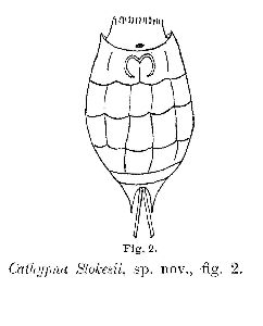 Pell, A (1890): Microscope 10 p.144, fig.2